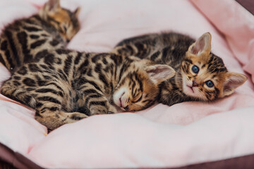 Close-up faces of cute bengal one month old kittens laying on the cat's pillow