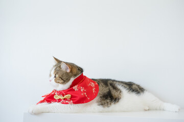 chinese new year concept with scottish cat wear red traditional china clothing with white background
