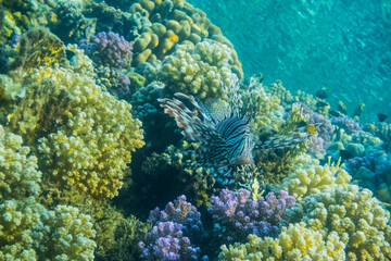 devil firefish hovering over colorful corals in the red sea