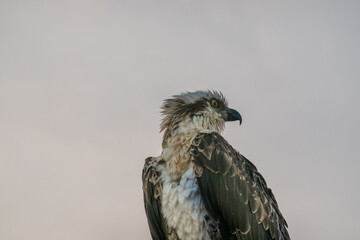 sea eagle sitting during strong wind on a pole with gray
