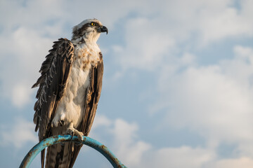 sea eagle sitting on a lantern at the sea and looking to for food