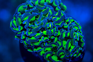 cloes up of two-tone hammer coral in aquarium tank.