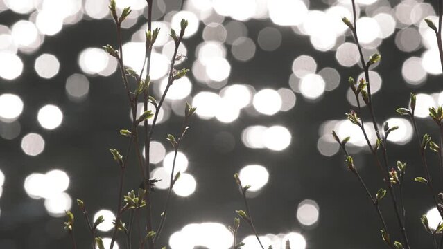 Green sprouts growing from tree branches in early spring with a lens round light background. Eclectic feeling of plants growing.
