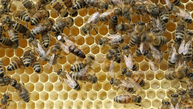 Queen bee labeled on the back.
To make it easier to spot the Queen, there is a white mark on her back.
