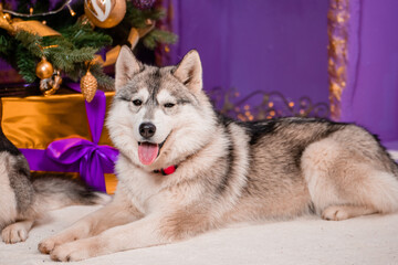 Portrait of a gray husky dog sitting against the background of Christmas decorations.