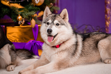 Portrait of a gray husky dog sitting against the background of Christmas decorations.