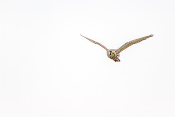 飛翔する美しいチョウゲンボウ（ハヤブサ科）。

日本国埼玉県三郷市、江戸川河川敷にて。
2024年1月28日撮影。

Beautiful Common Kestrel (Falco tinnunculus, family comprising Falco falcons) in flight.

At Edogawa riverbed, Misato, Saitama, Japan,
photo 