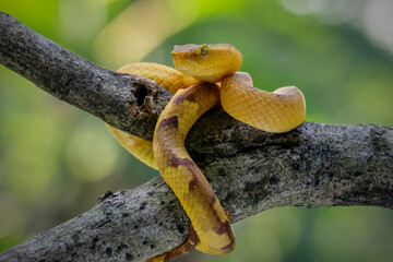 Trimeresurus puniceus hanging on a branch with attacking
