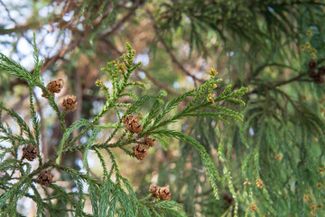 前年の実と若い雌花と雄花が付いた杉（Cryptomeria japonica）の枝