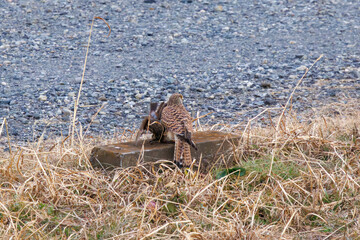獲物を捉えた美しいチョウゲンボウ（ハヤブサ科）。

日本国埼玉県三郷市、江戸川河川敷にて。
2024年1月28日撮影。

A beautiful Common Kestrel (Falco tinnunculus, family comprising Falco falcons)  capturing its prey.

At Edogawa riverbed, Misato, Saitama,