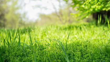 Foto op Plexiglas Spring landscape in the park. Green grass on the meadow © ROKA Creative