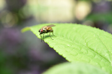 A common housefly sits on a leaf.