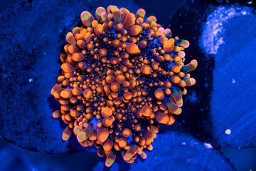 orange ricordea mushroom soft coral on blue background.