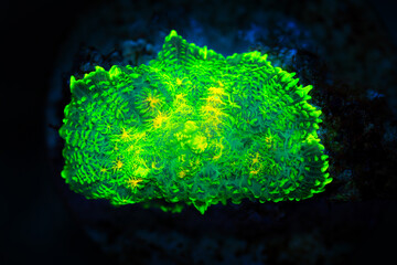 fluorescent green mushrooms coral in black background.