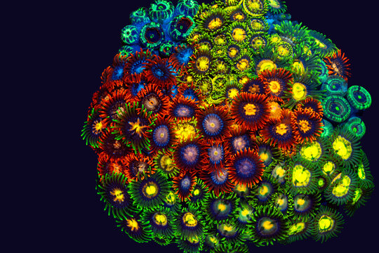 Colorful colony polyps or multi colored zoanthids in black background.