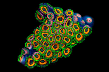 peacock eye green button corals in black background.