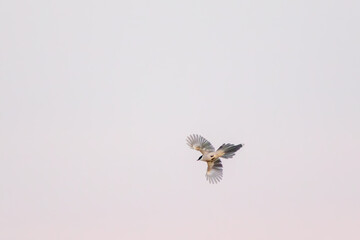 飛翔する美しいオナガ（カラス科）

日本国埼玉県三郷市、江戸川河川敷にて。
2024年1月28日撮影。

Beautiful Azure-winged Magpie (Cyanopica cyanus,family comprising the crows) in flight.

At Edogawa riverbed, Misato, Saitama, Japan,
photo by janu