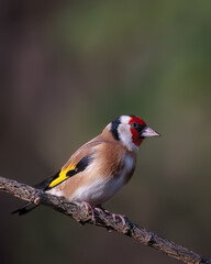 European goldfinch portrait