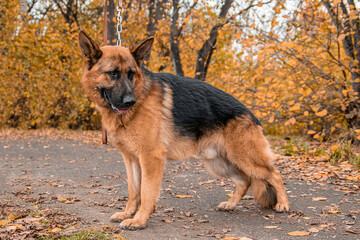 German Shepherd poses standing against the backdrop of an autumn park.