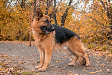 German Shepherd poses standing against the backdrop of an autumn park.
