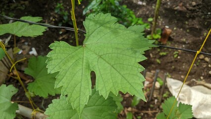 Grape leaf