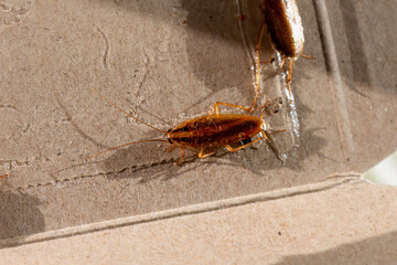 Cockroach is trapped. House cockroach (Blattodea). Selective focus, close-up. Cockroach got caught in brand new trap-house: stuck to bottom of trap - obrazy, fototapety, plakaty