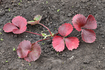 red leaves of garden strawberries - preparing the plant for winter