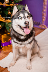 Portrait of a odd-eyed dog of the Husky breed on a Christmas background.