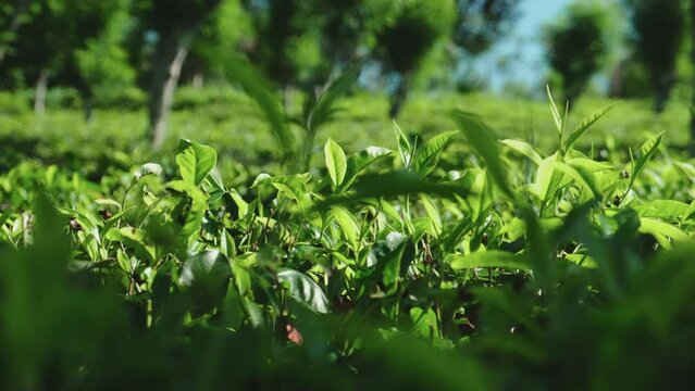 Tea bush cultivation. Tea plantation in Sri Lanka. 