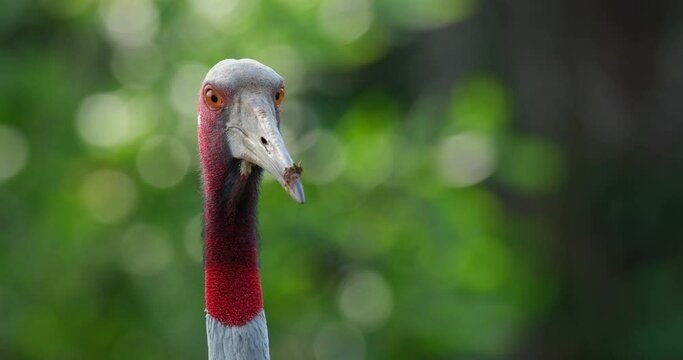 Facing to the right and turns its head to face the camera, Eastern Sarus Crane Antigone antigone sharpii, Thailand
