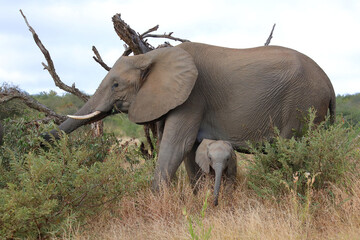 Afrikanischer Elefant / African elephant / Loxodonta africana