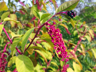 American Pokeweed plant, Phytolacca Americana, close up