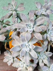 ghost plant succulent in the flower  pot