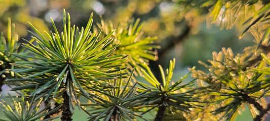 branch of pine tree in sunlight