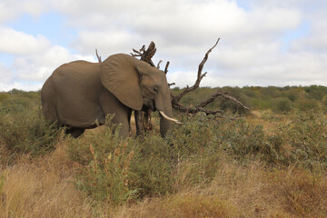 Naklejka premium Afrikanischer Elefant / African elephant / Loxodonta africana