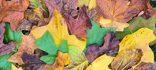 tulip poplar tree leaves with colorful autumn colors