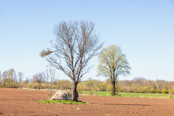 Tree in a sown field at springtime in the countryside