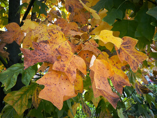 tulip poplar tree leaves with colorful autumn colors