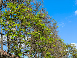 Obraz premium young blooming green branches of horse chestnut tree in autumn