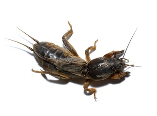 Gryllotalpa orientalis isolated on white background, is a species of mole cricket in the family...