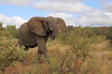 Obraz premium Afrikanischer Elefant / African elephant / Loxodonta africana..