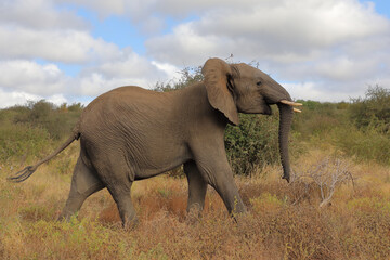 Afrikanischer Elefant / African elephant / Loxodonta africana..