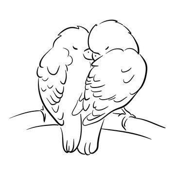 Line illustration of a pet parrot, illustration with stroke . The parrot is talking. A couple of parrots in love.