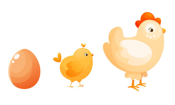 The process of hatching and raising a chicken, the stages of turning an egg into a chicken.