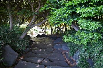 東京・駒沢公園の樹木に覆われた夏の日の小径