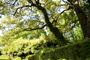 Fototapeta na wymiar 東京の空を覆い隠すほどの木の枝と葉