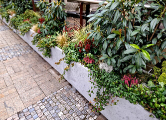 fiber stone on the street by the terrace. a combination of evergreen shrubs and flowers. azaleas,...