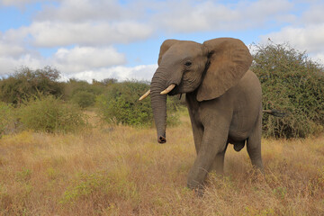Fototapeta na wymiar Afrikanischer Elefant / African elephant / Loxodonta africana..