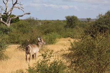 Wasserbock / Waterbuck / Kobus ellipsiprymnus..