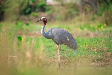 Eastern Sarus Crane. Thai bird. Sarus crane in Thailand.